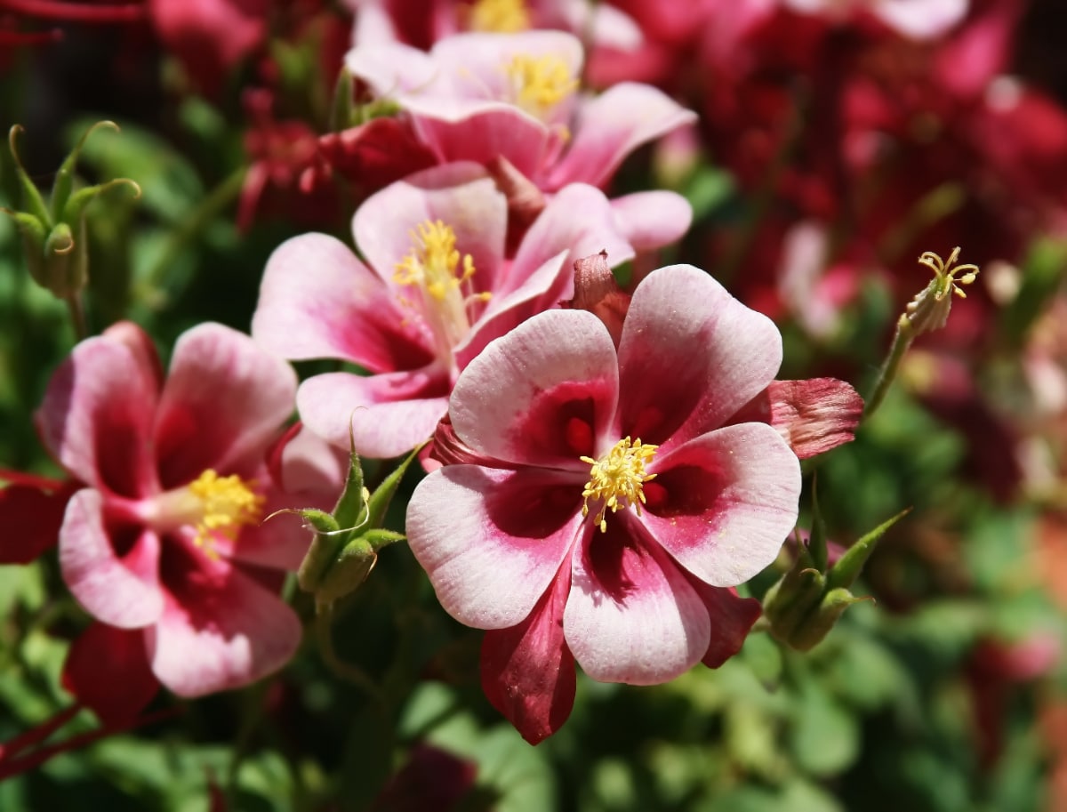 Songbird Columbine