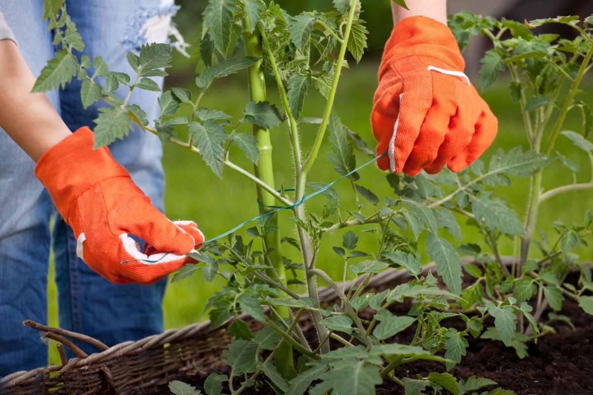 Staked Tomatoes