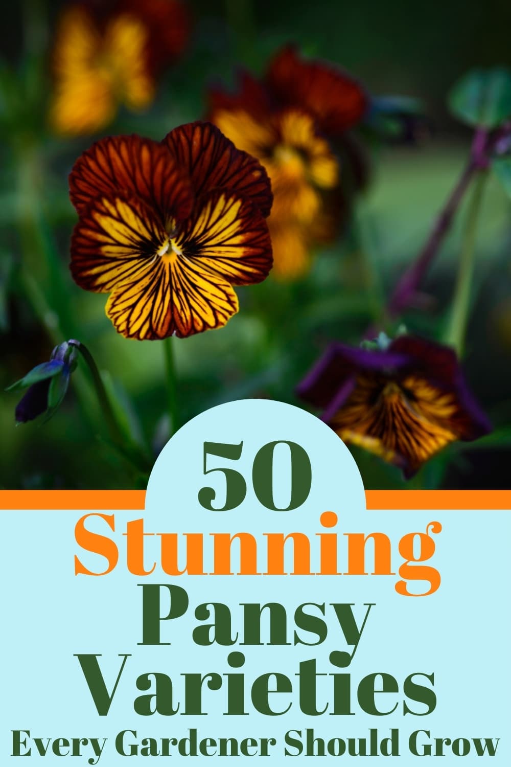 50 Pansy Varieties and How to Care For Them Gardening
