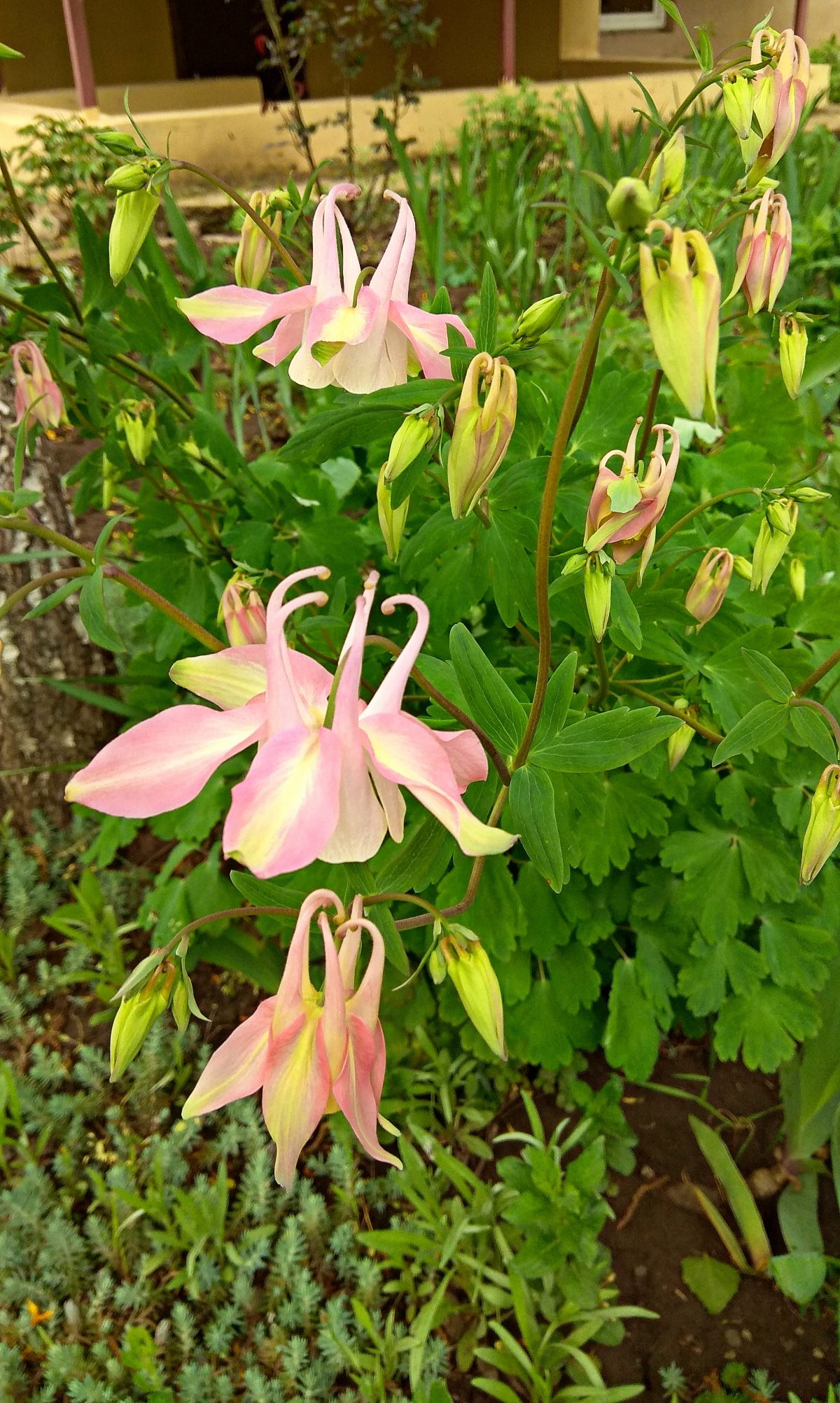 Swan Pink Yellow Columbine