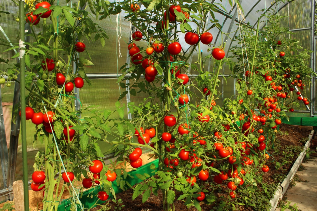 Tall Tomato Plants