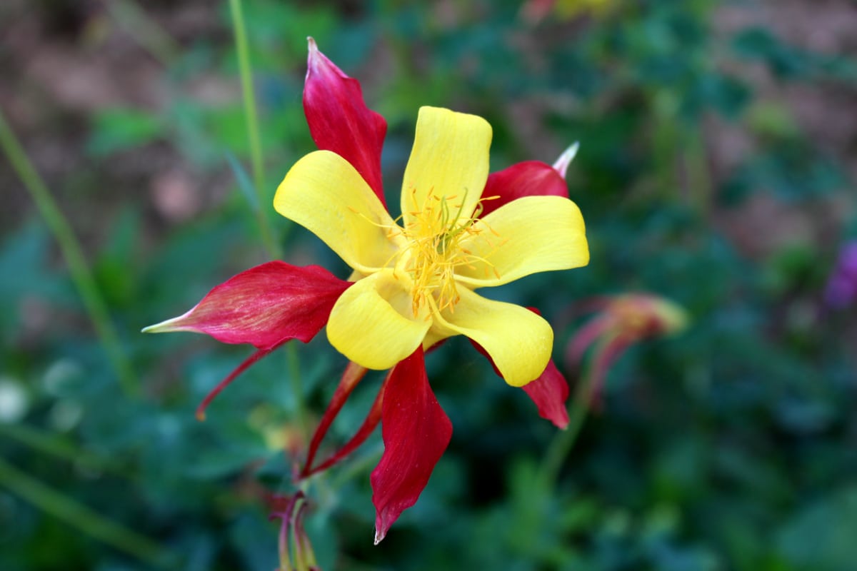 Tequila Sunrise Columbine