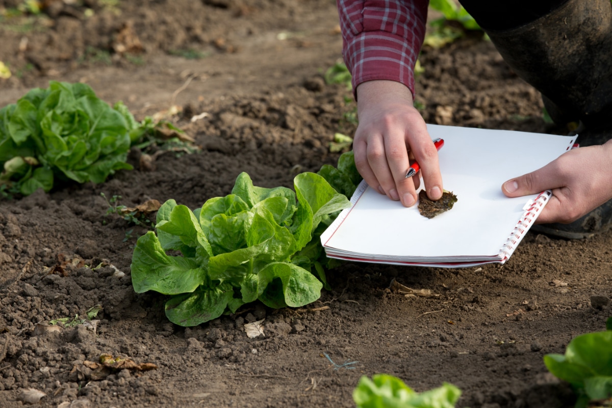 Testing Soil