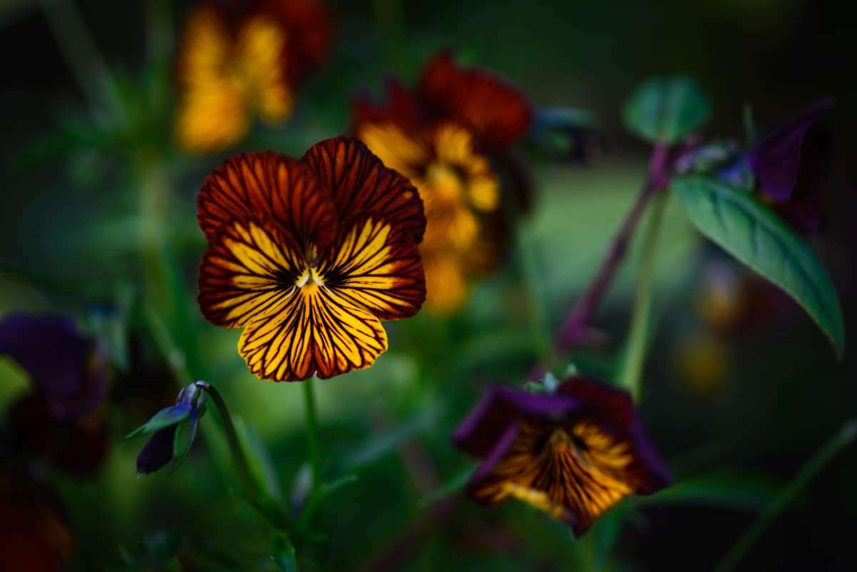 Tiger Eye Red Pansies