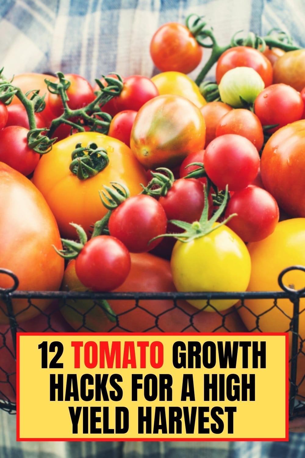 12 Tomato Growth Hacks for a High Yield Harvest Gardening