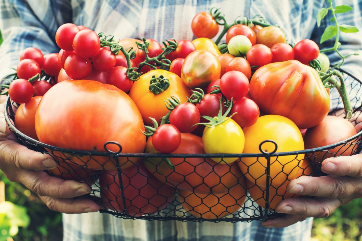 Tomato Harvest