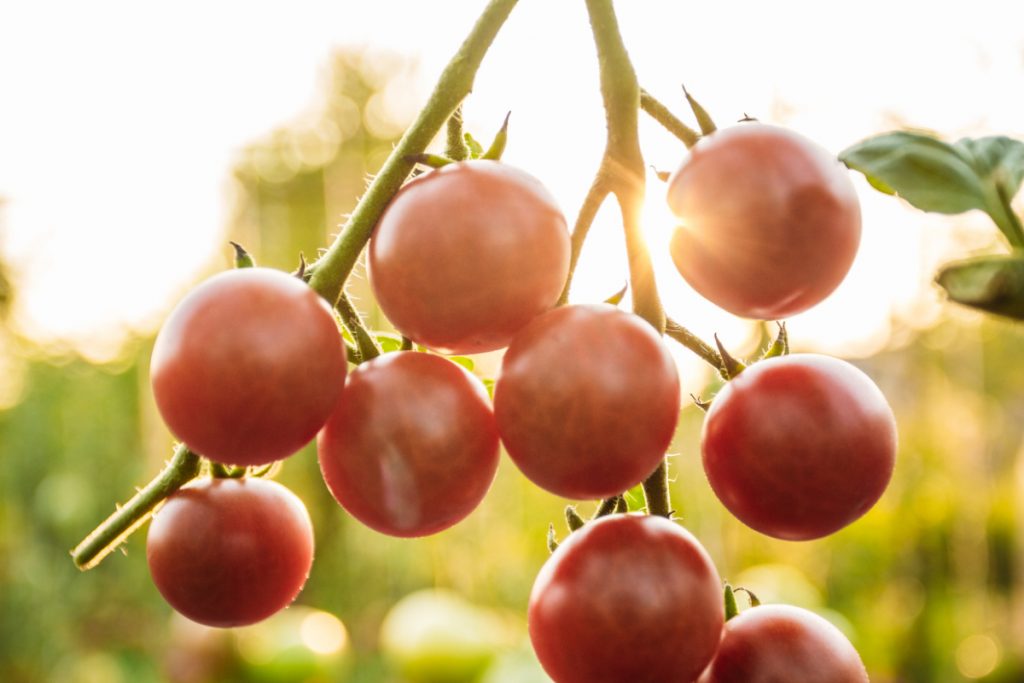 10 High Yield Tomato Varieties You Should Grow in Your