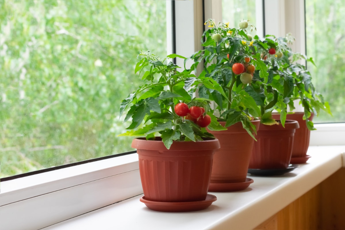 Tomato Plant