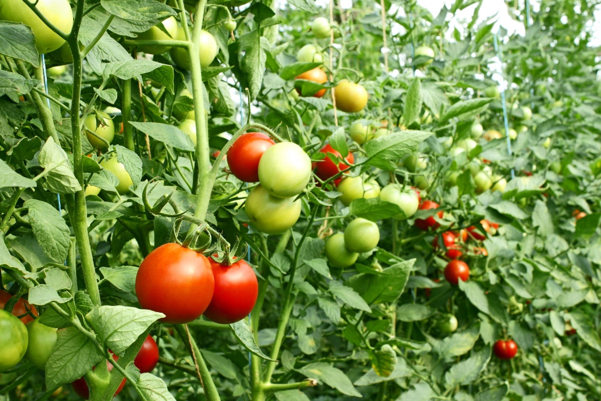 Tomato Plants