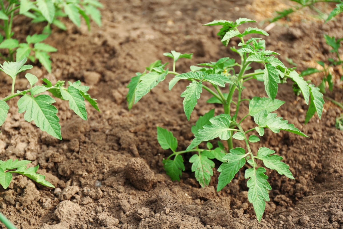 Tomatoes Planted