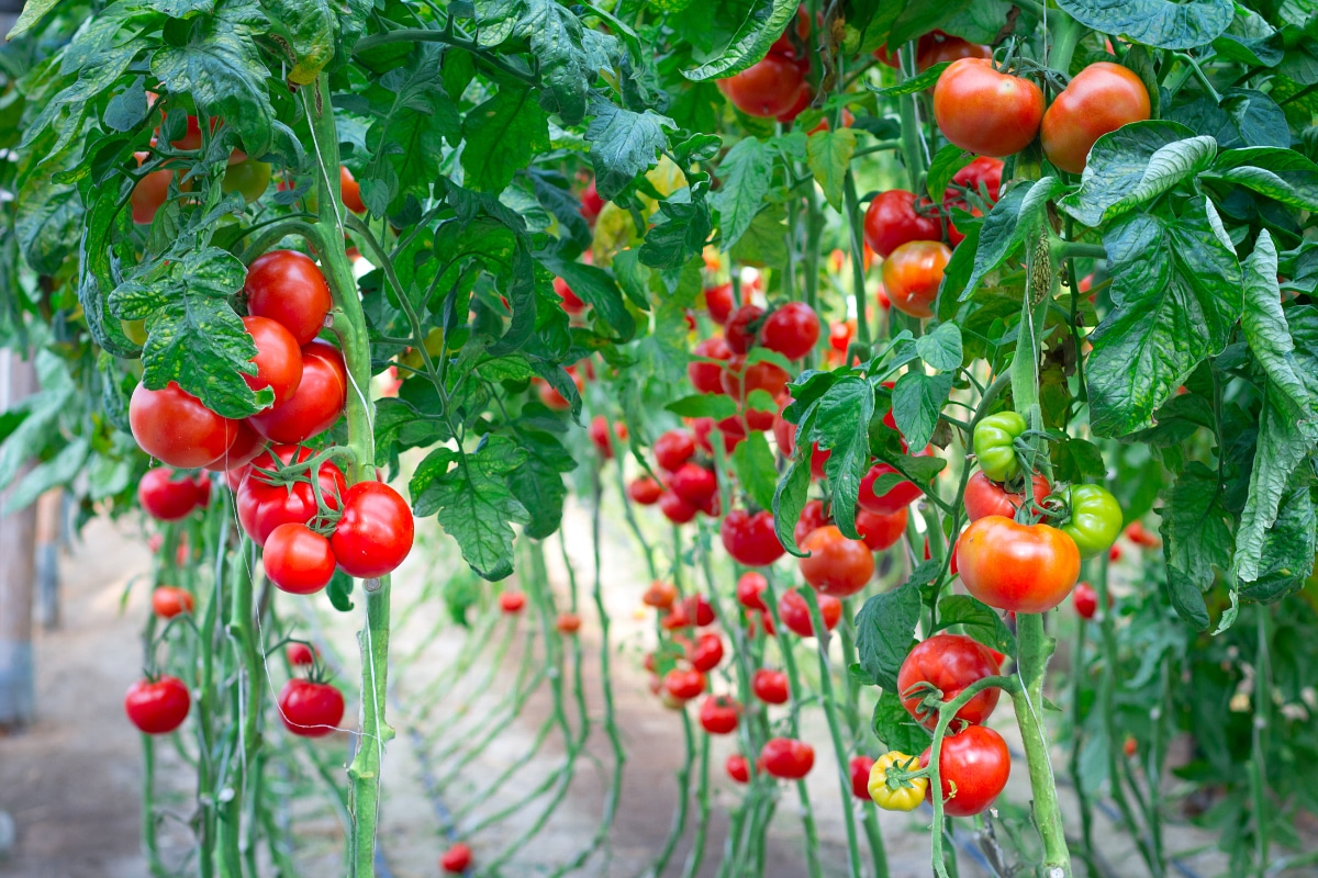 Growing Organic Tomatoes: How to Plant, Feed, Prune & Grow Tomato