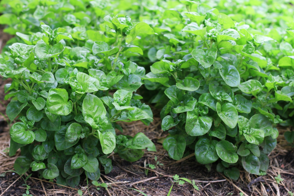 Watercress