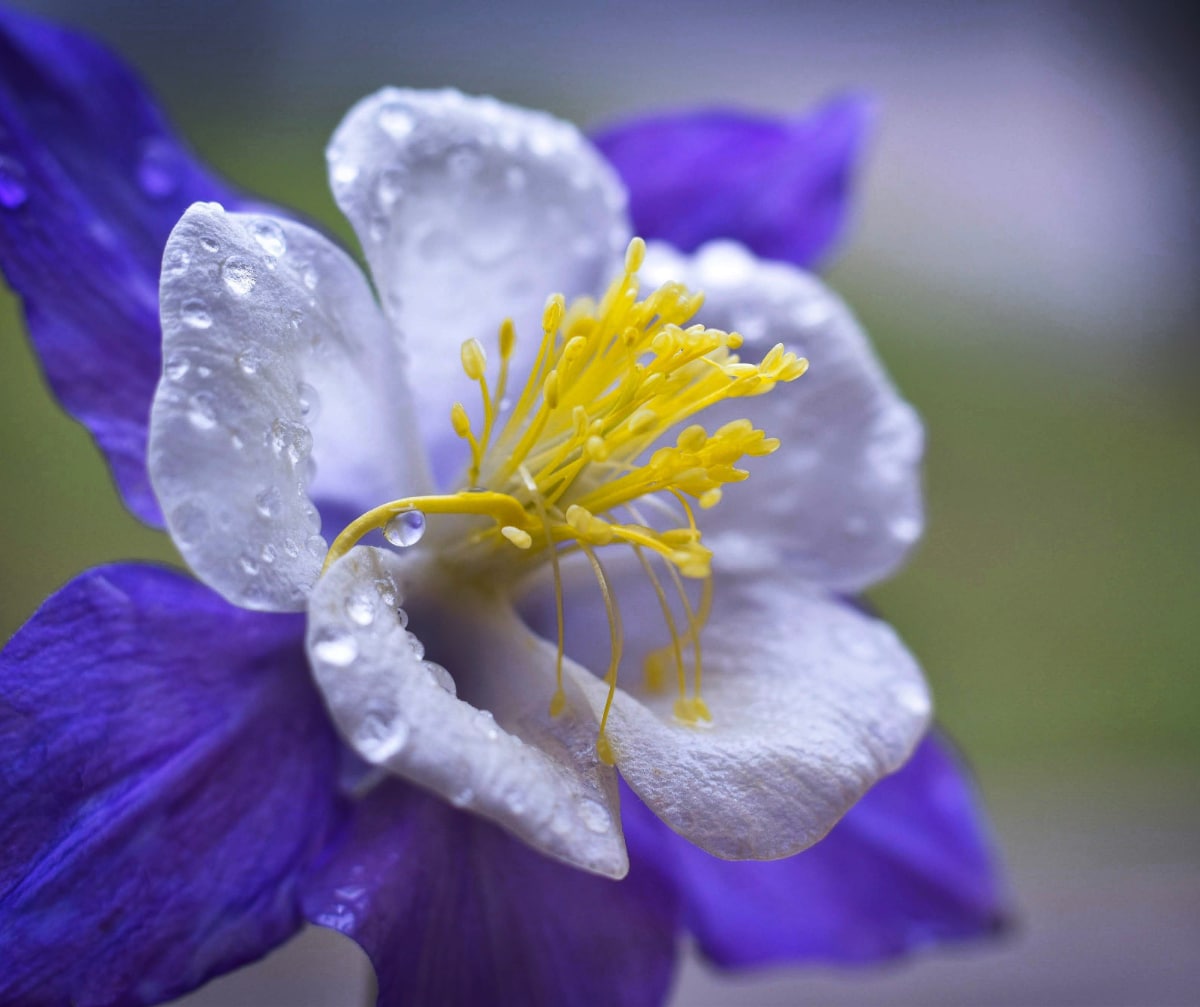 Watering Columbines