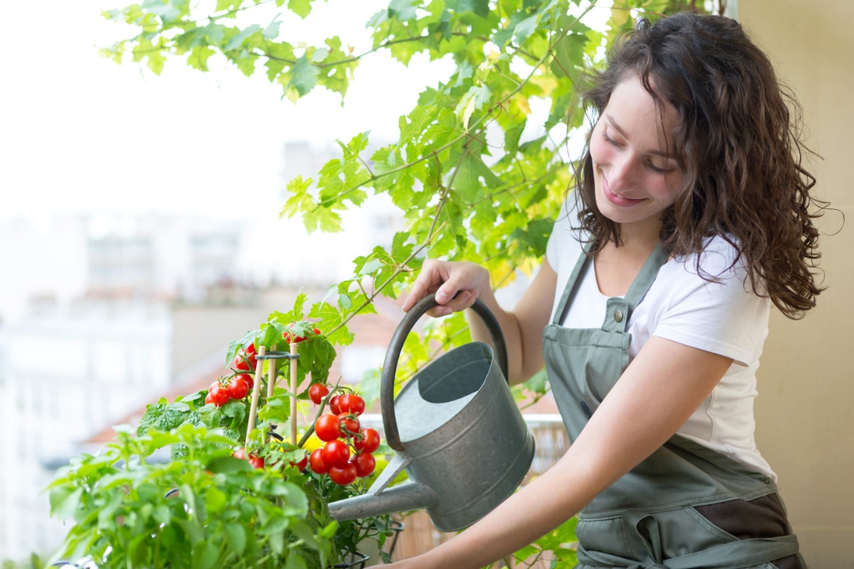 Watering Tomatoes