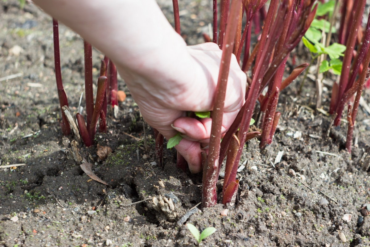 Weeding around Raspberries