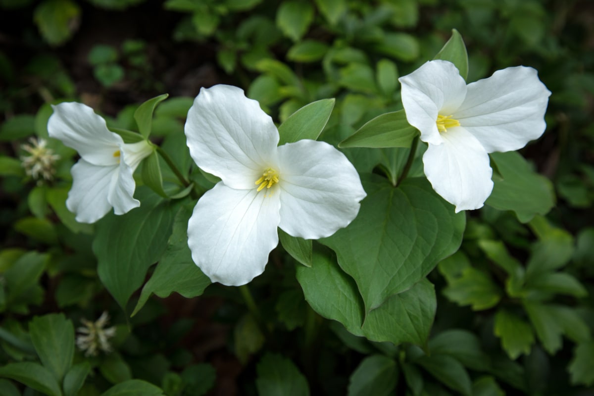 White Trillium