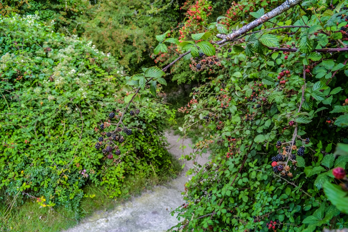 Wild Blackberry Bushes