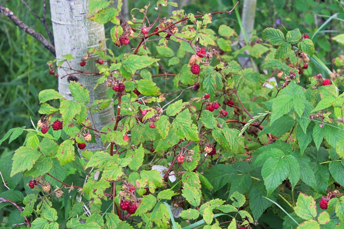 Arbusto de frambuesa salvaje