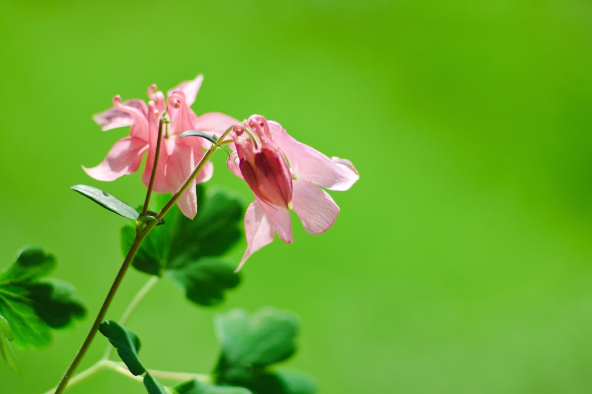 William Guinness Columbine