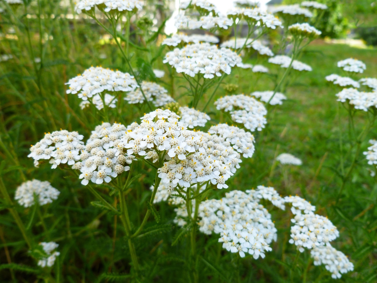 Yarrow