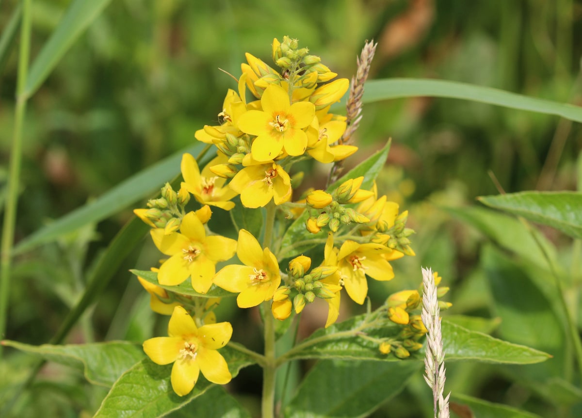 Yellow Loosestrife