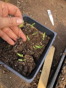 Pricking out seedlings to pot on