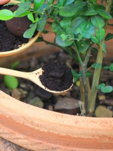 Coffee Grounds