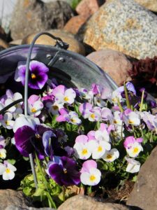 Container Pansies