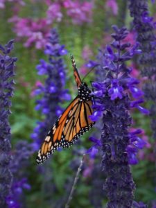 Russian Sage