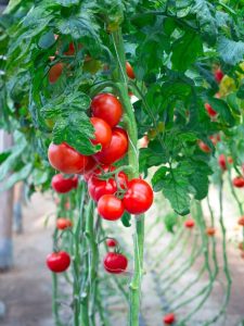 Tomatoes