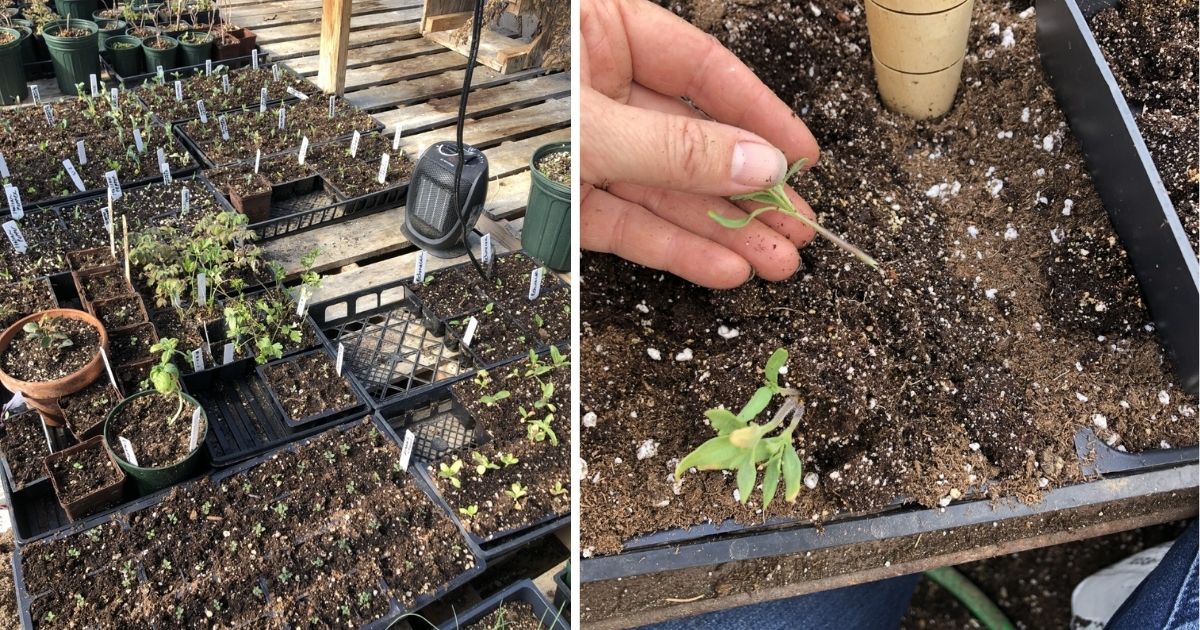 A Comprehensive Guide To Potting Up Garden Plants Gardening