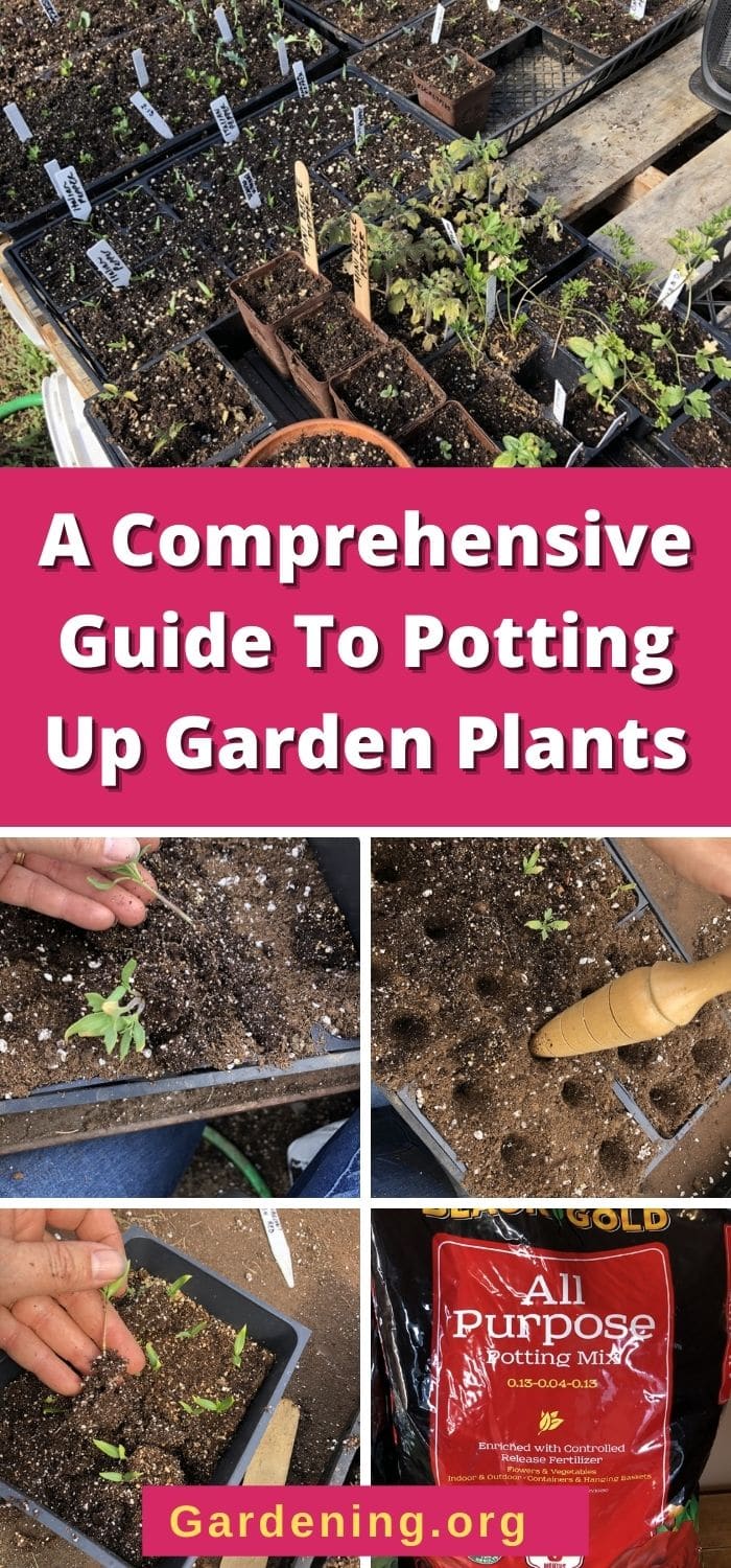 A Comprehensive Guide To Potting Up Garden Plants Gardening