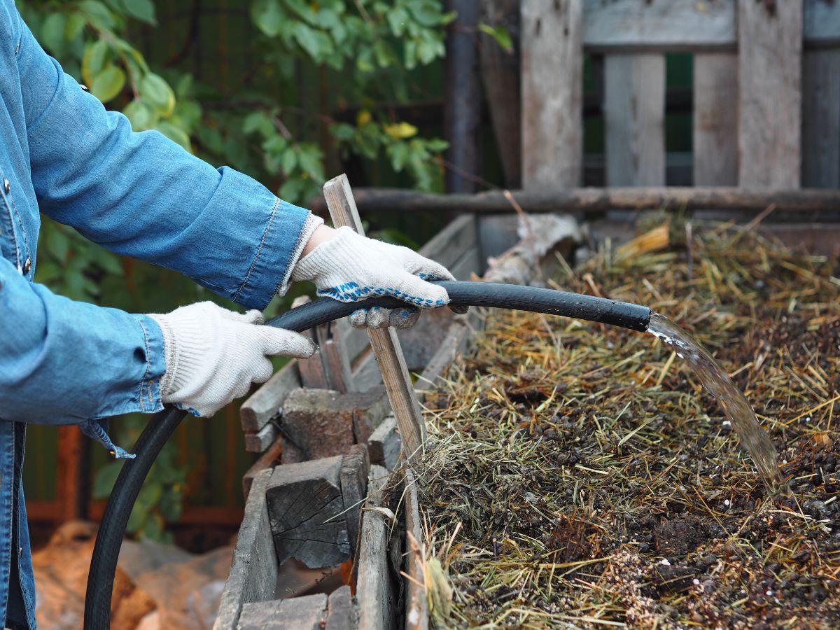 Watering the compost.