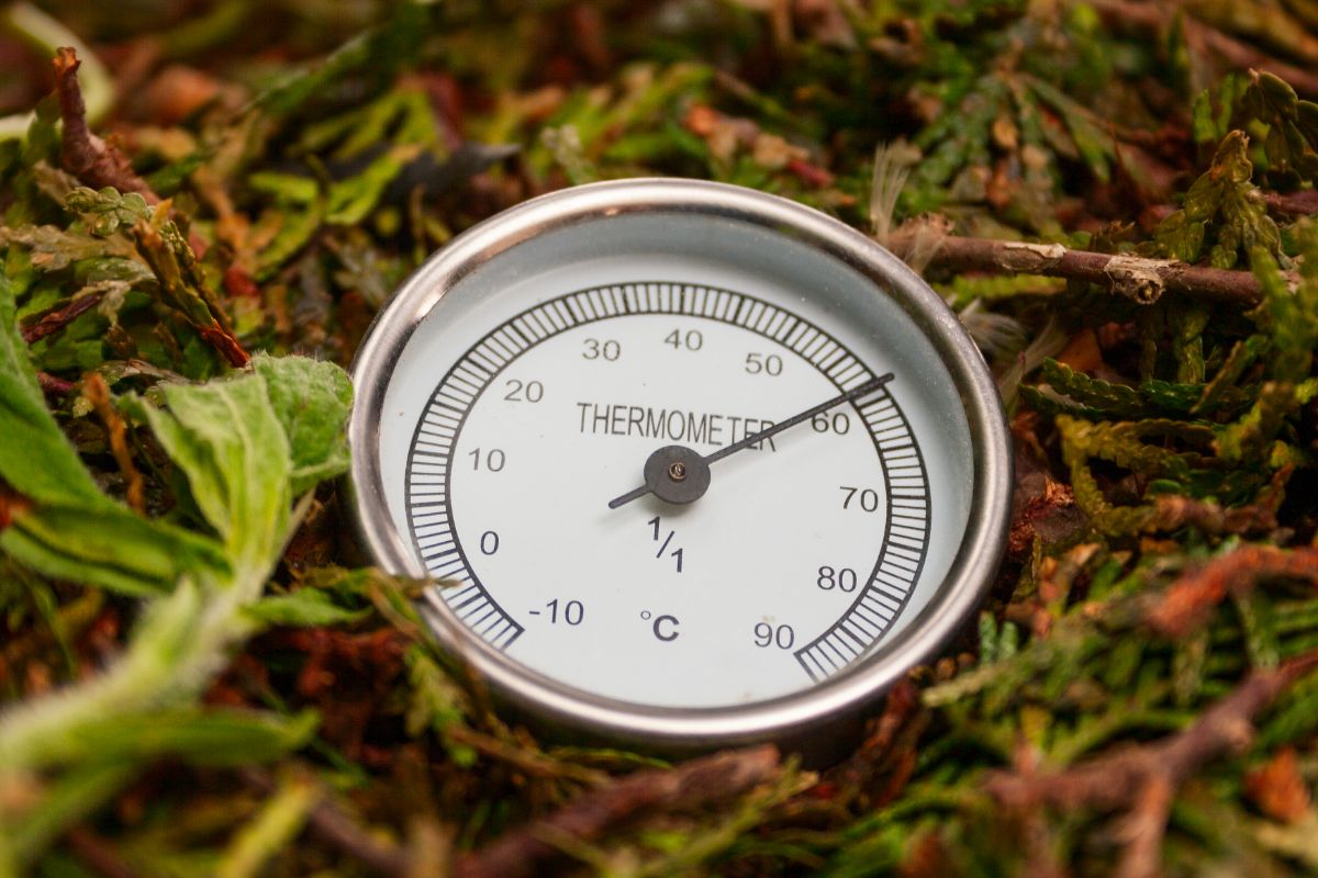 Monitoring compost temperature with a thermometer.