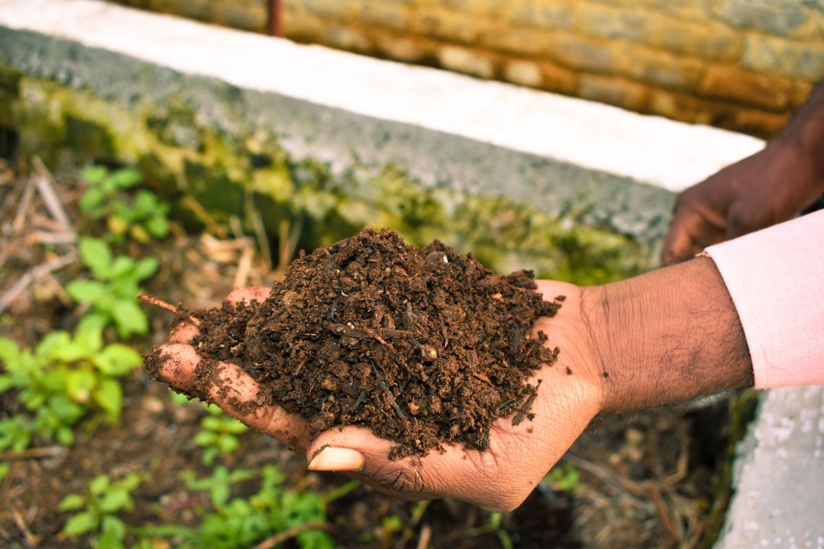 Using compost.