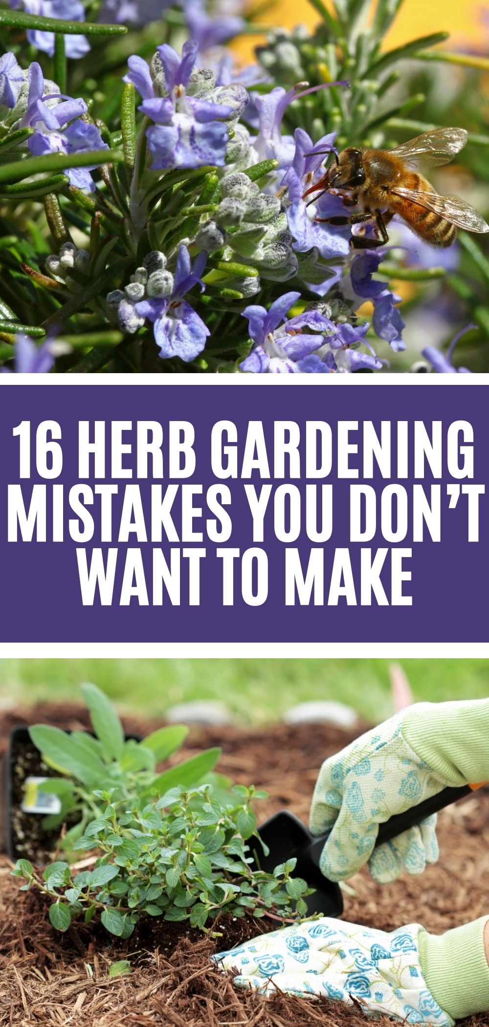 16 Herb Gardening Mistakes You Dont Want To Make Gardening