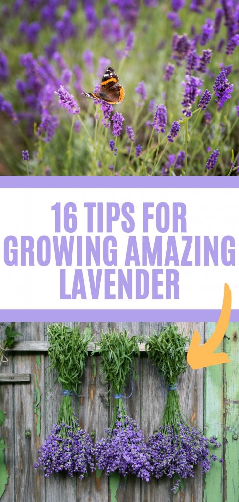 Expert Lavender Growing Tips for Home Gardeners — Empress of Dirt