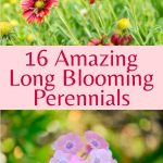 16 Long Blooming Perennials You Can Enjoy Forever Gardening