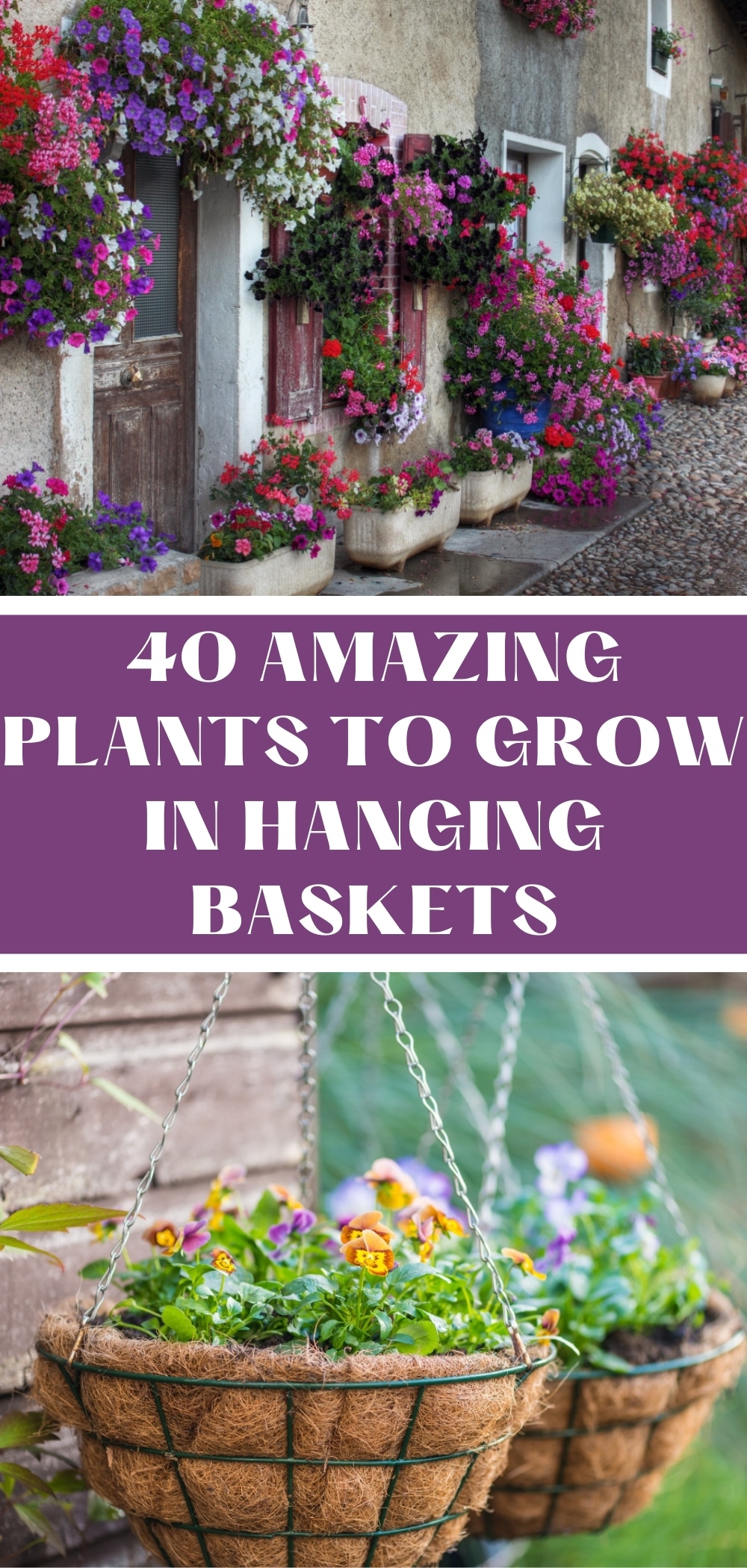40 Amazing Plants to Grow in Hanging Baskets Gardening