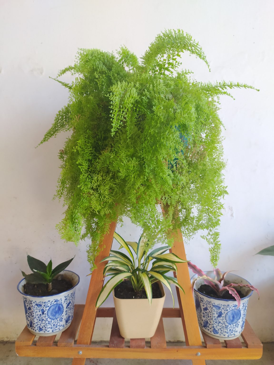 40 Amazing Plants to Grow in Hanging Baskets Gardening