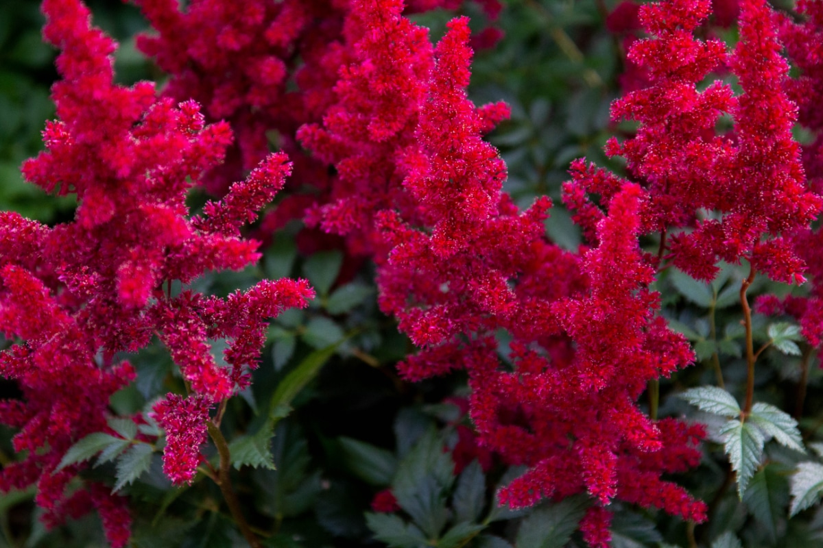 Astilbe