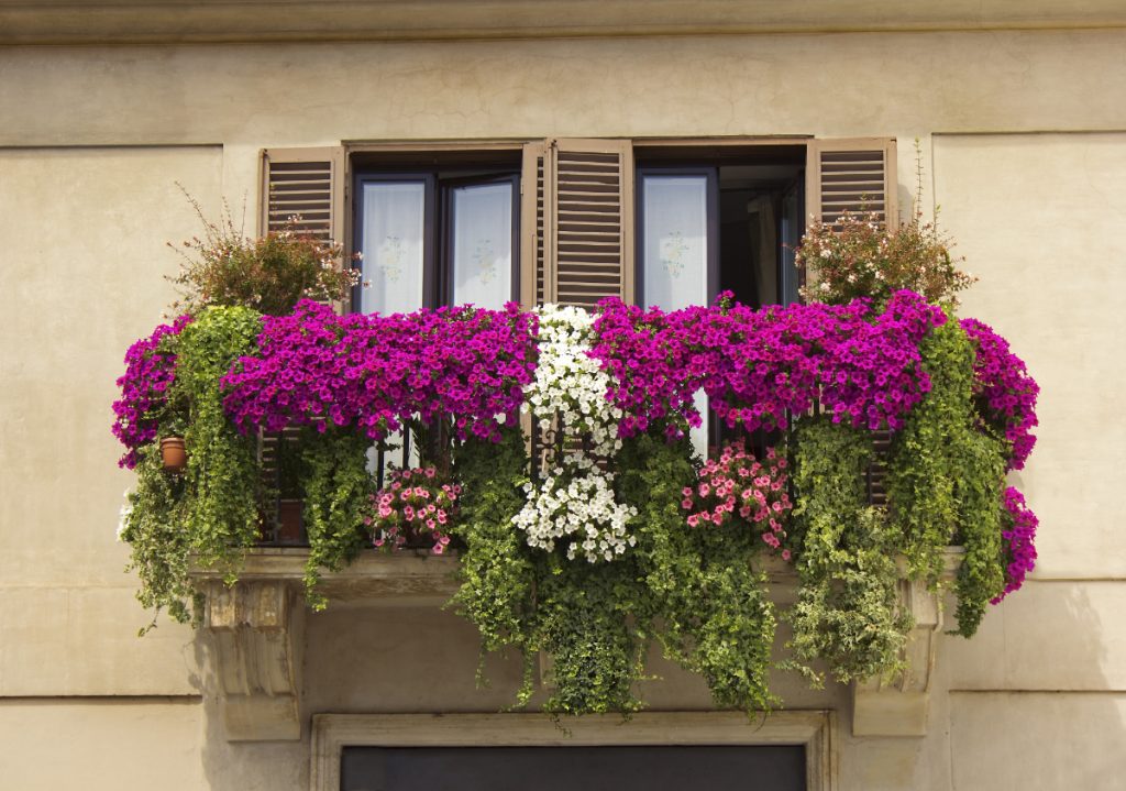 17 Beautiful Flowers for Small Balcony Gardens - Gardening