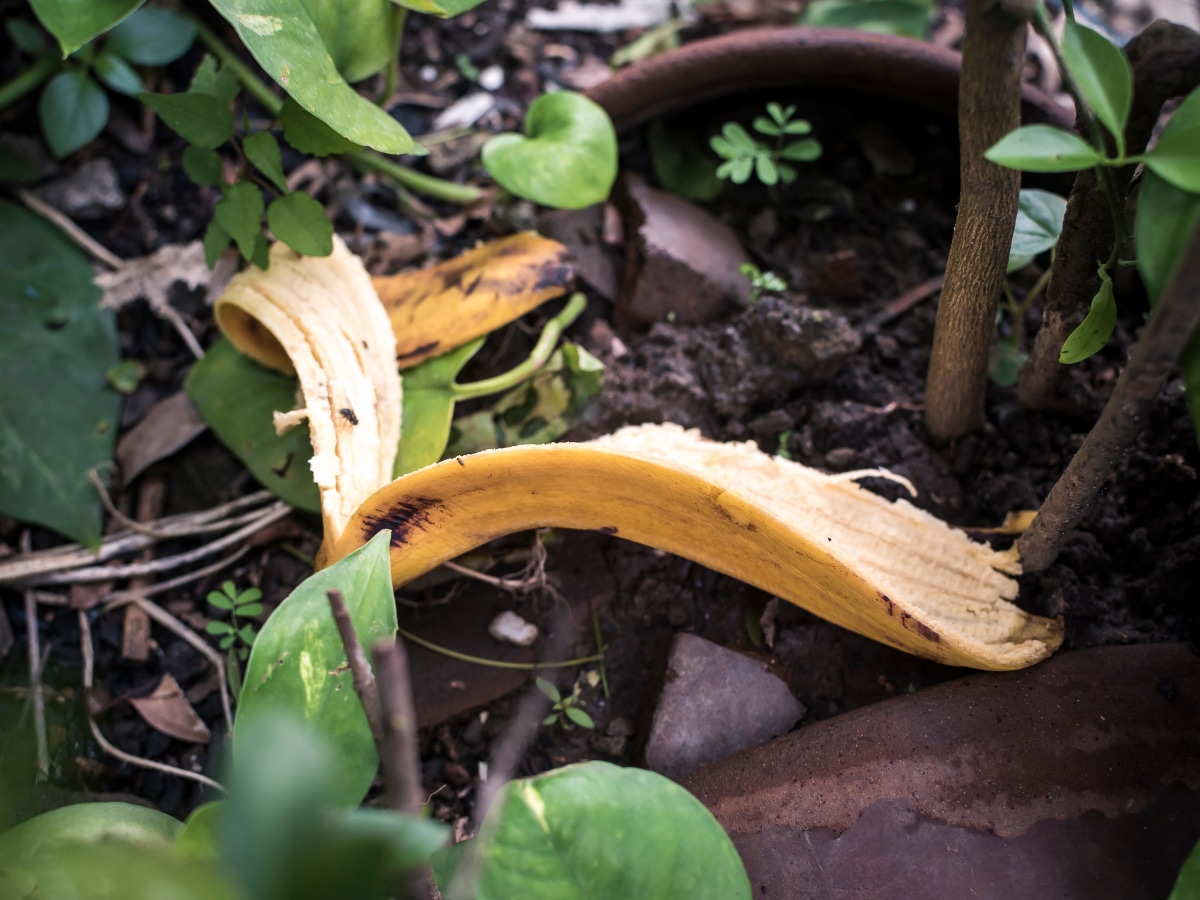 Banana Peels Tomato Plants