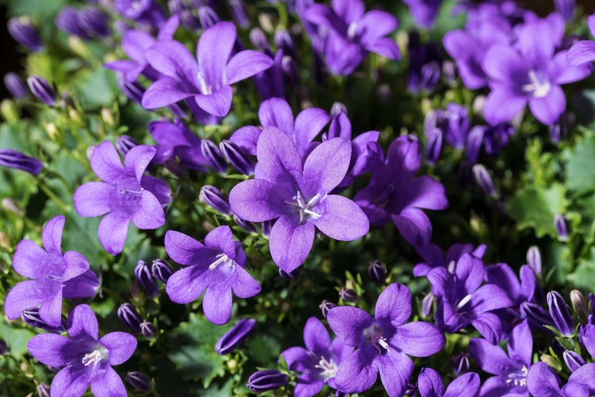 purple flowers bush