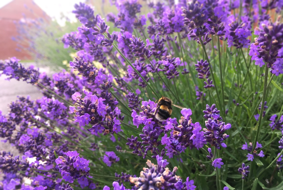 Big Lavender Plant