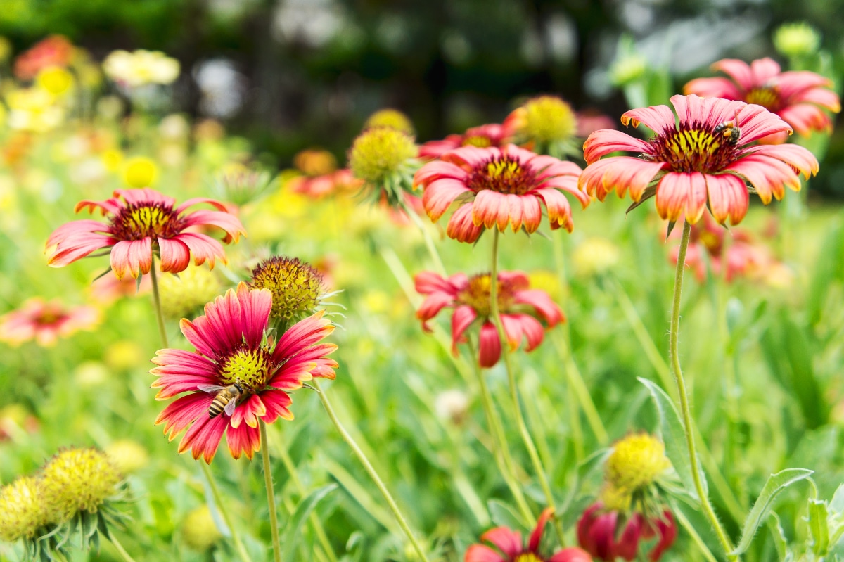 Blanket Flowers