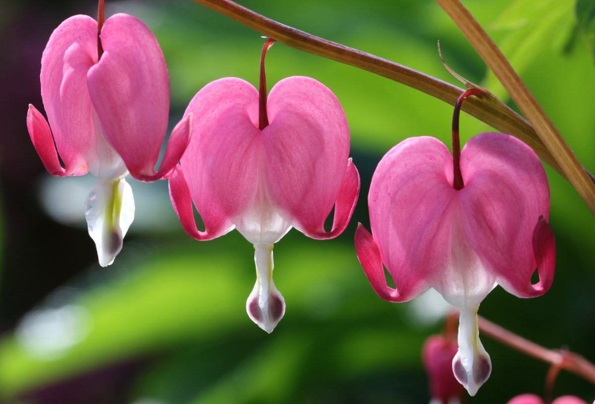 Bleeding Heart