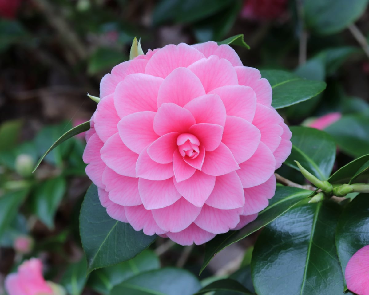 Camelia