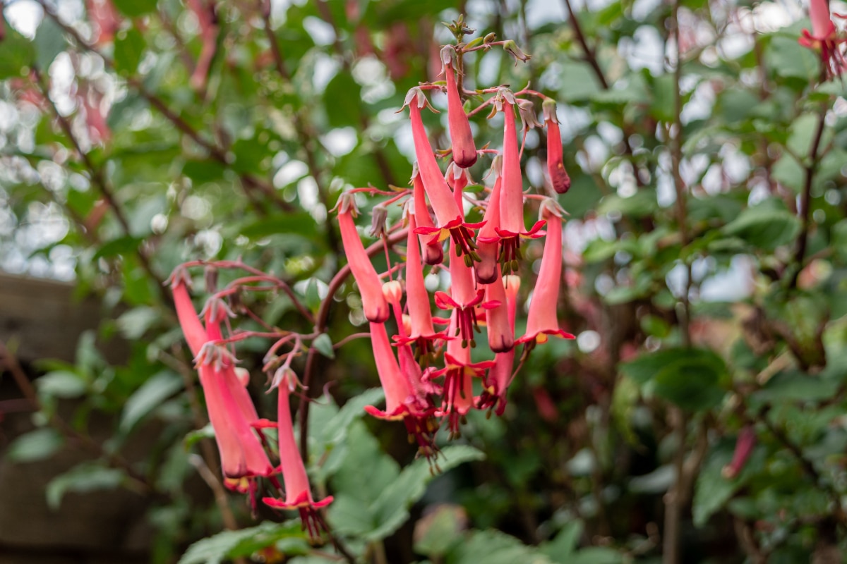 Cape Fushia