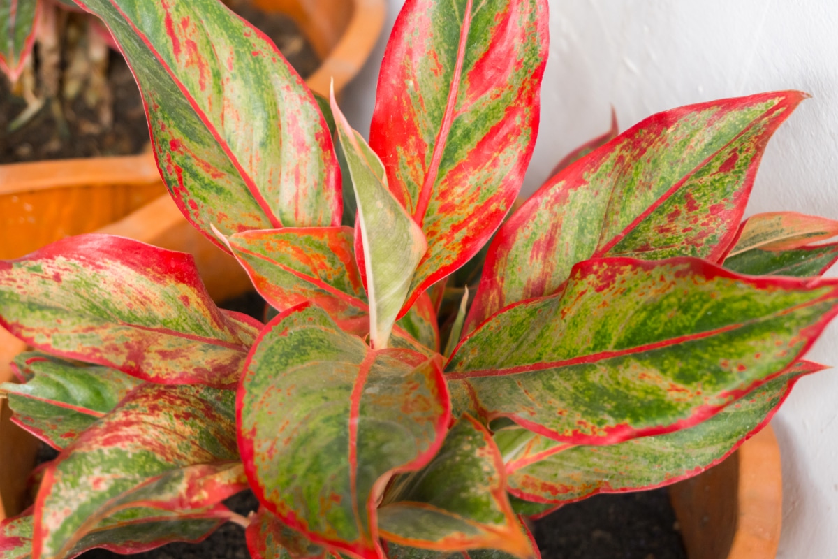 Chinese Evergreen